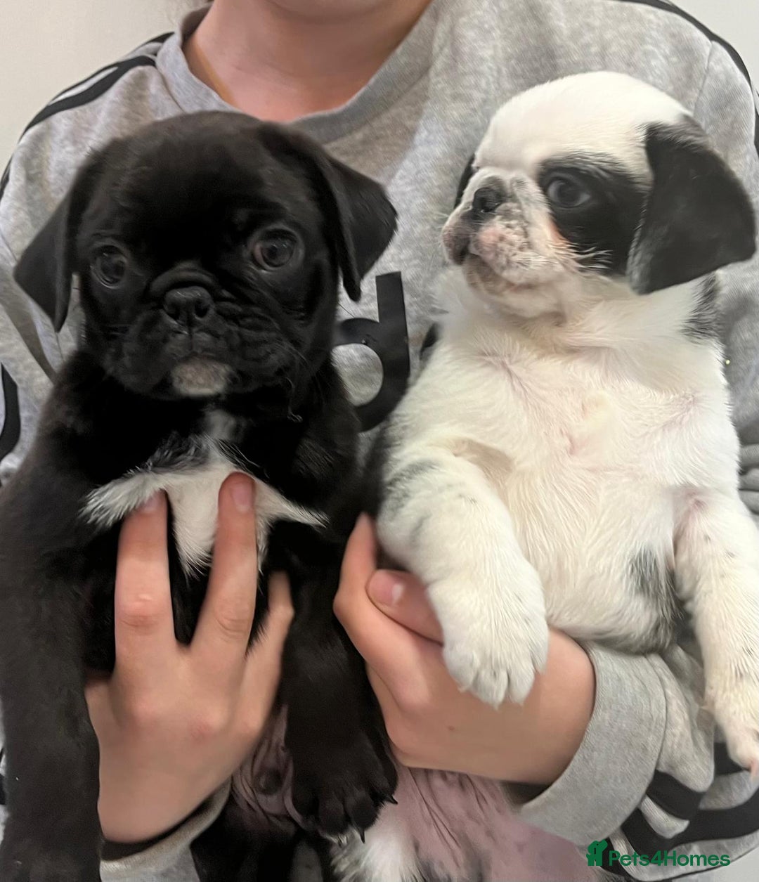 Pug dogs for sale: Ready for their forever homes Stunning Pug Puppies in Leeds - Image 10