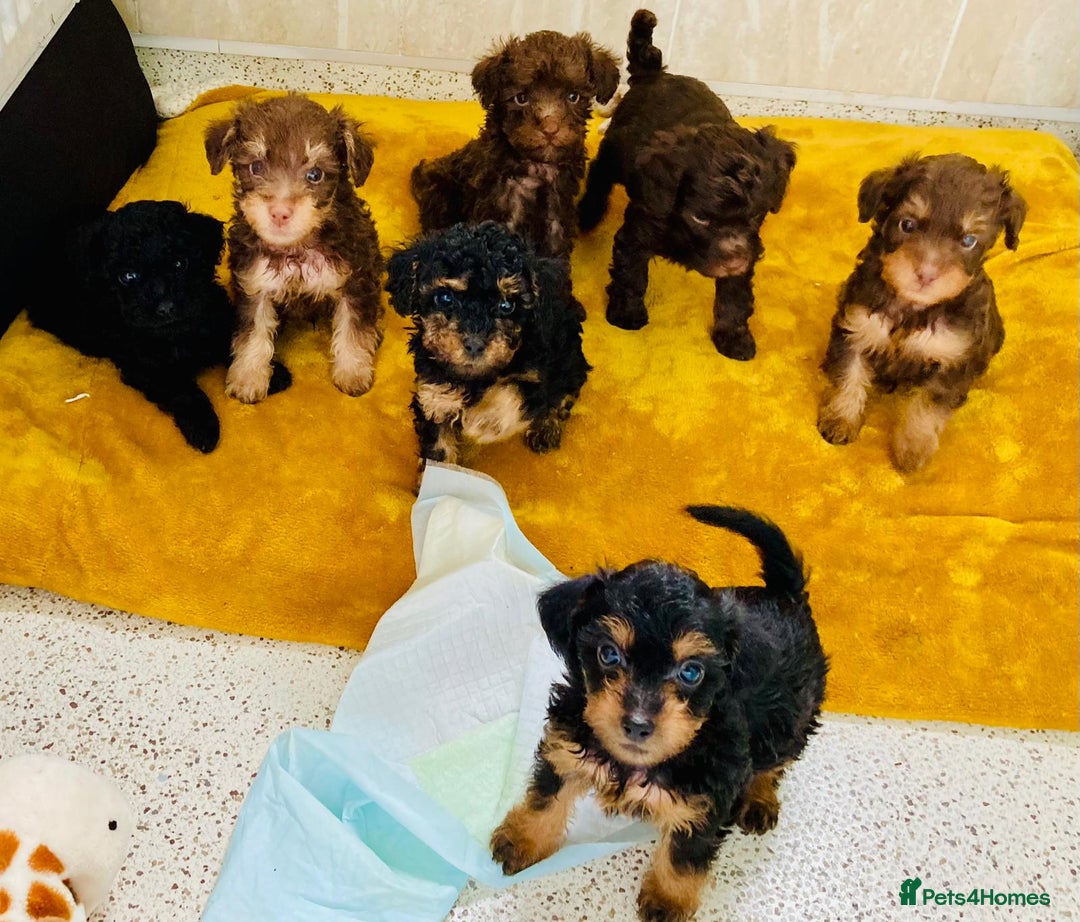 Toy Poodle dogs for stud: Kc health tested toy poodle for stud in Torpoint - Advert 22