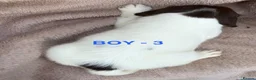 English Springer Spaniel dogs for sale: Cheeky Springer Spaniel Pups  in Wrexham - Advert 9