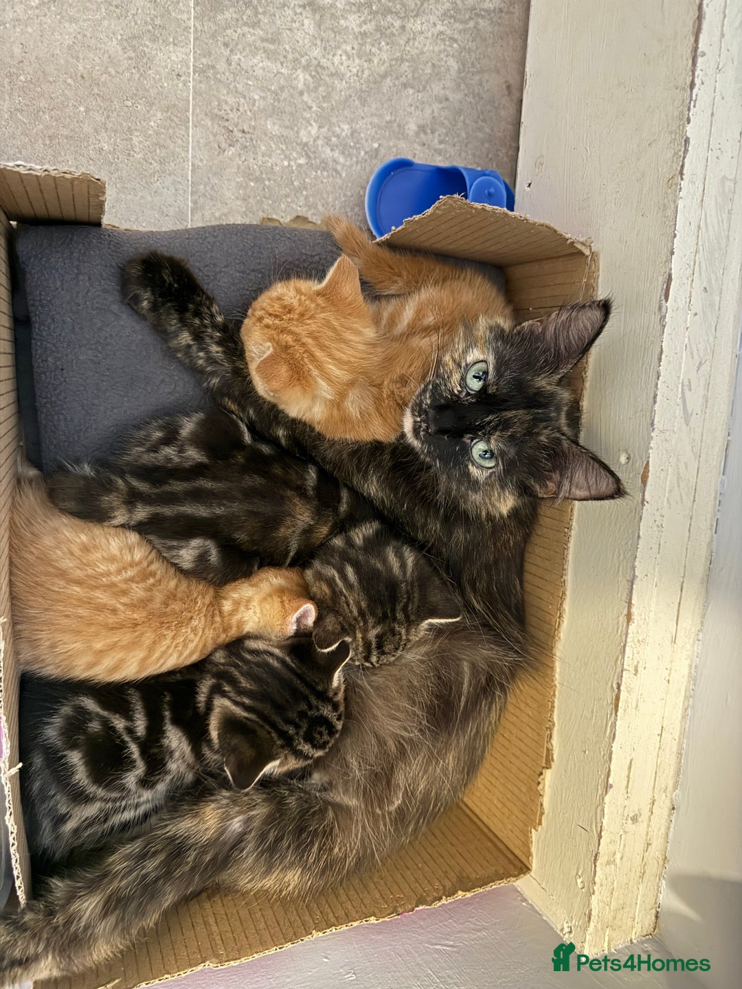 British Shorthair cats for sale: Gorgeous kittens  - Advert 15