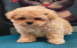 Maltipoo dogs for sale: Amazing Korean/English Teddy bear Maltipoo Puppies - Image 5