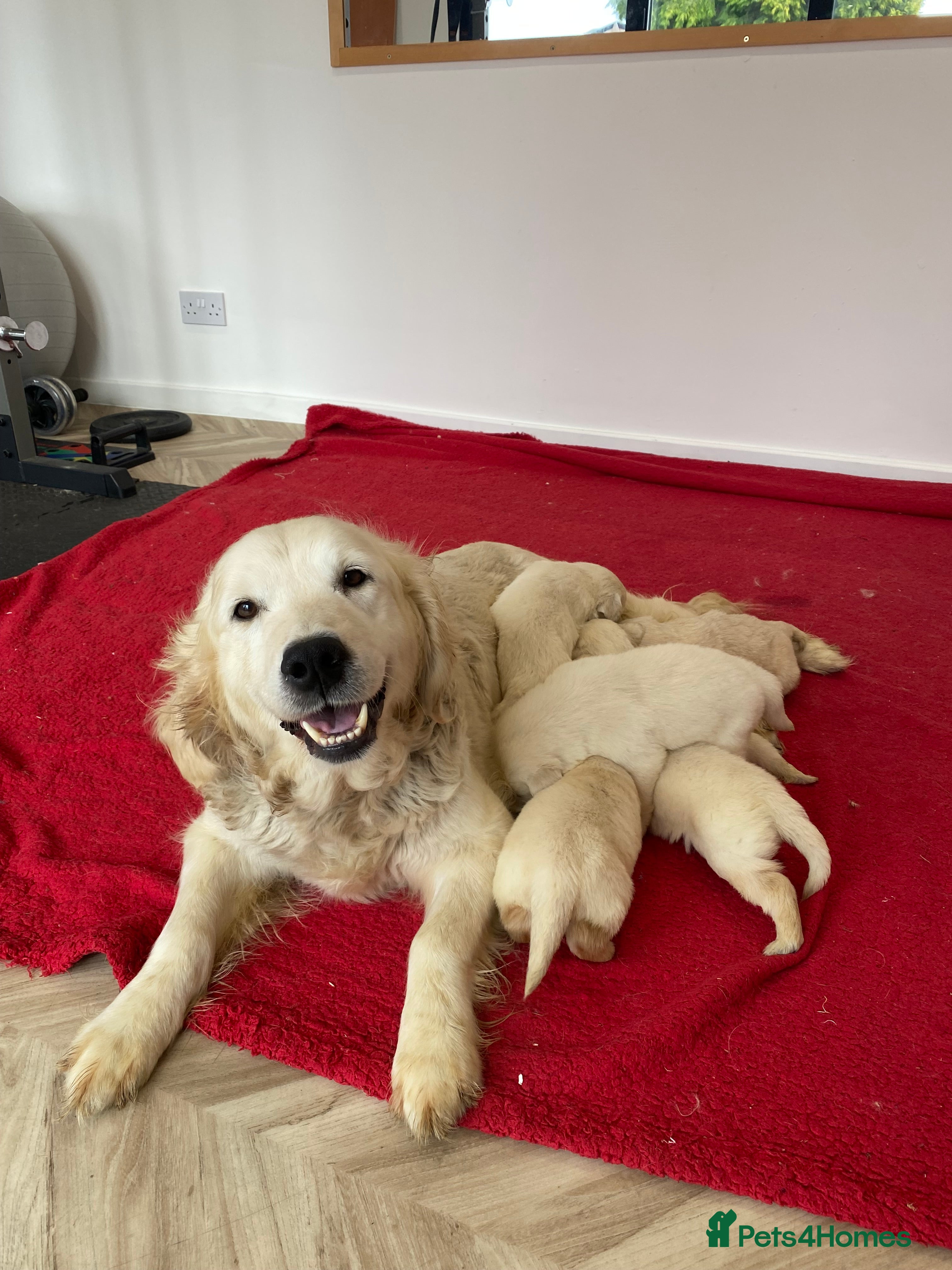 Golden Retriever dogs 💛🤍 5 Star ⭐️🐶 Golden Retriever Pups 🐶 🌟🤍💛 - Advert 3