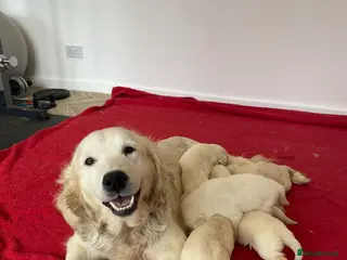 Golden Retriever dogs 💛🤍 5 Star ⭐️🐶 Golden Retriever Pups 🐶 🌟🤍💛 - Advert 3