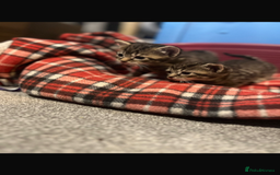 Mixed Breed cats for sale: Beautiful Kittens  - Image 2