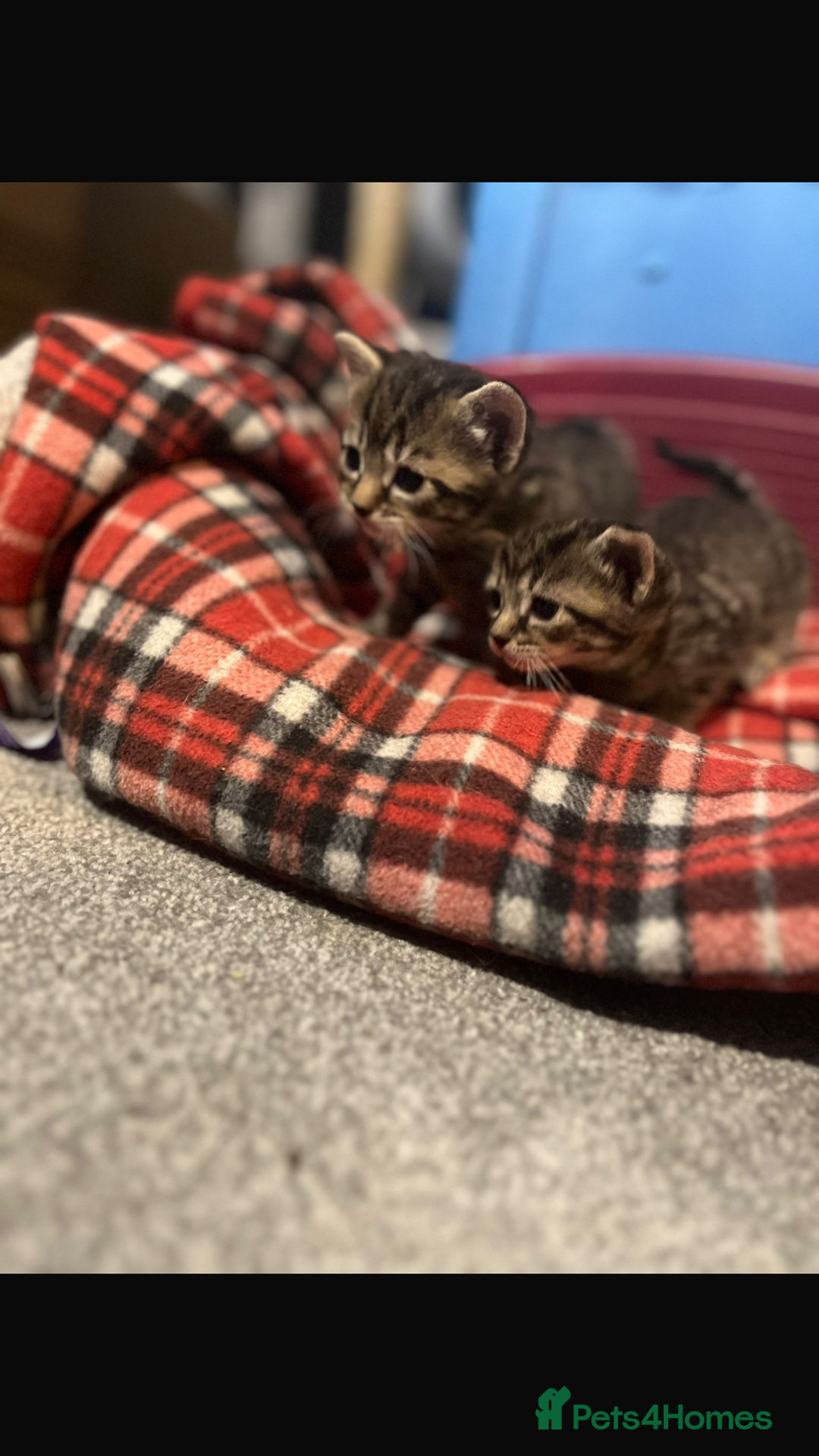 Mixed Breed cats for sale: Beautiful Kittens  - Image 2