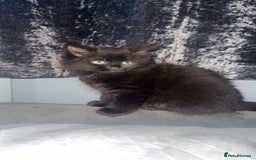 Norwegian Forest Cat cats for sale: Kittens - Advert 9