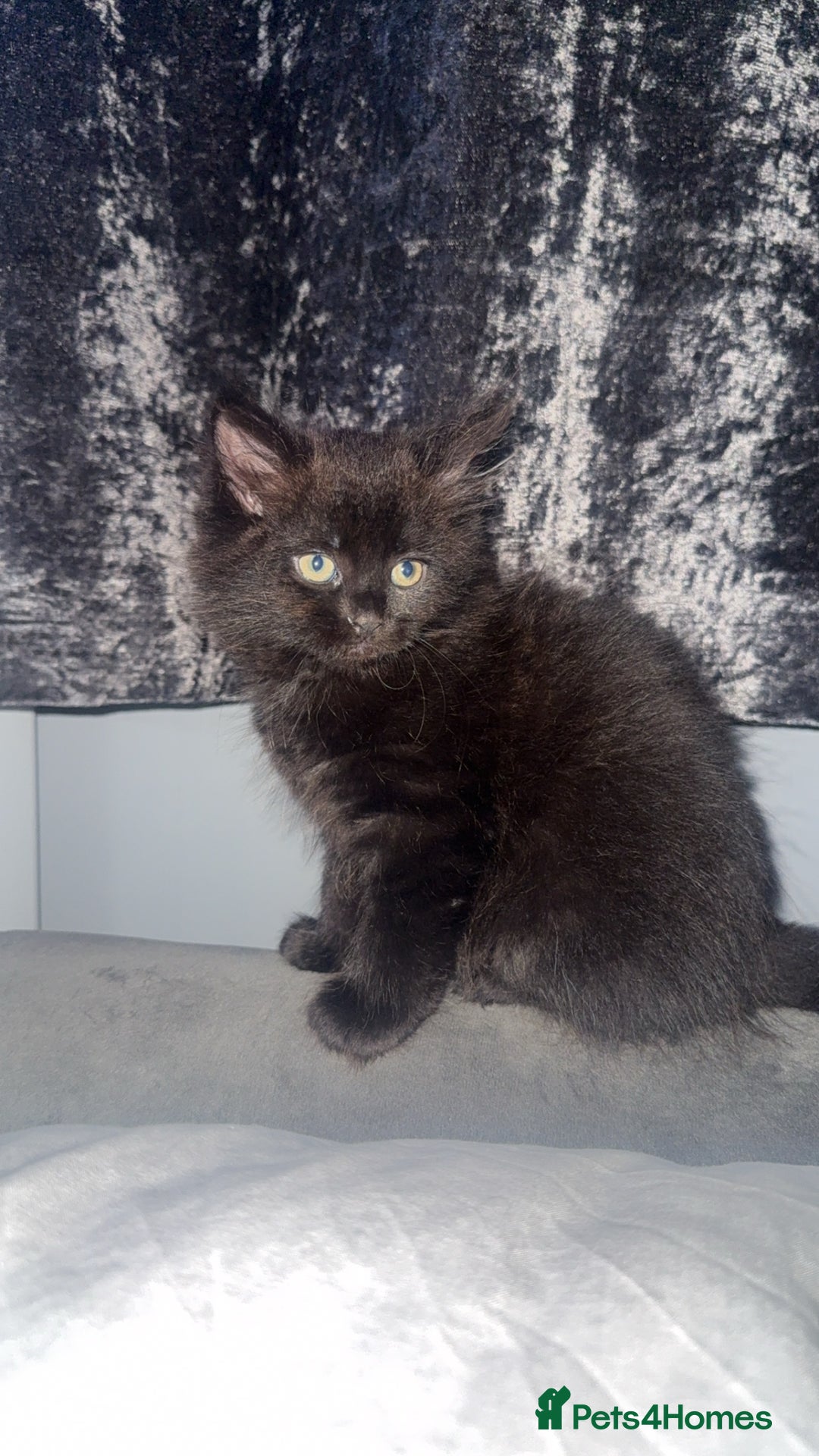 Norwegian Forest Cat cats for sale: Kittens - Advert 9