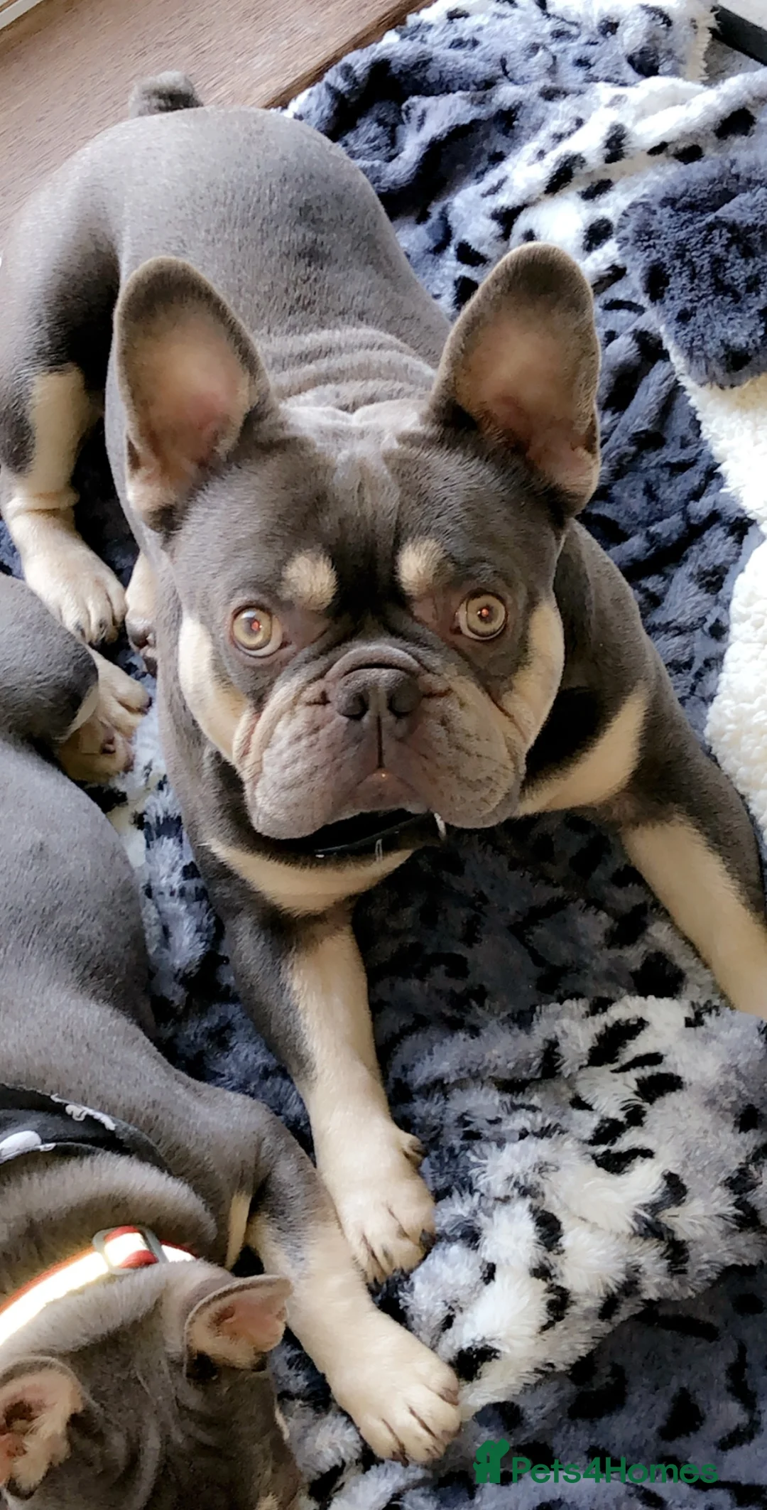 French Bulldog dogs for stud: STUD Lilac and Tan ATAT SHAGGY! in Derby - Advert 4