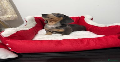 Miniature Dachshund dogs Miniature Daschund pra clear  - Advert 8