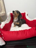 Miniature Dachshund dogs Miniature Daschund pra clear - Advert 8