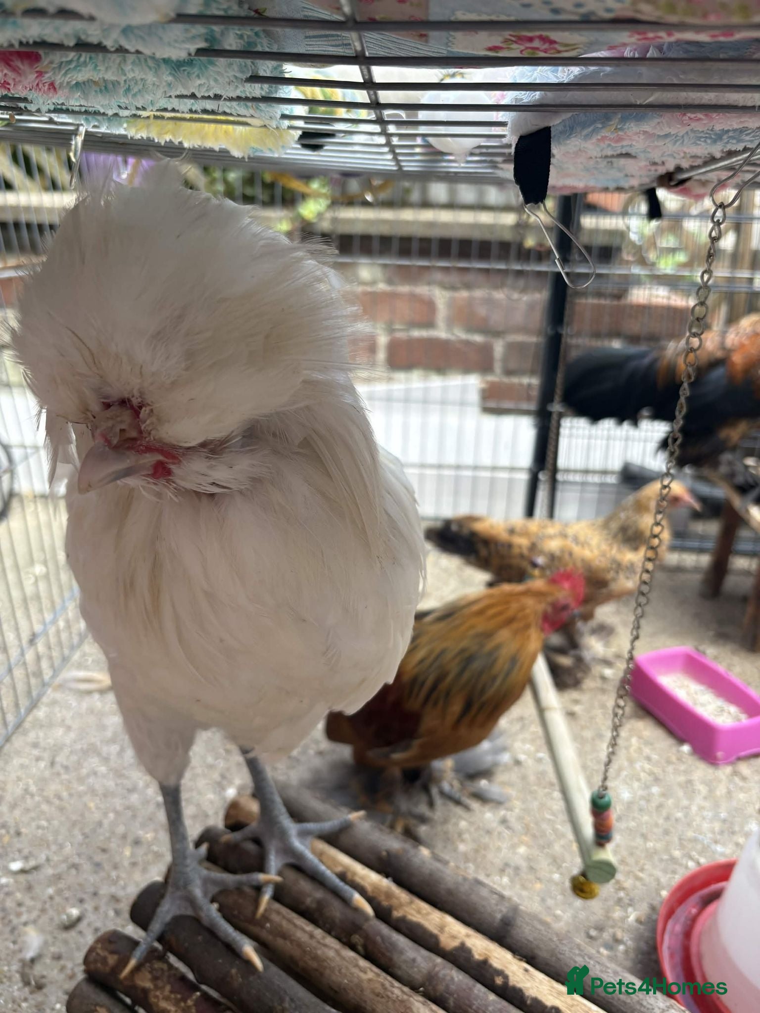 Chickens poultry Urgently Need Homes For 3 Cockerels! - Advert 2