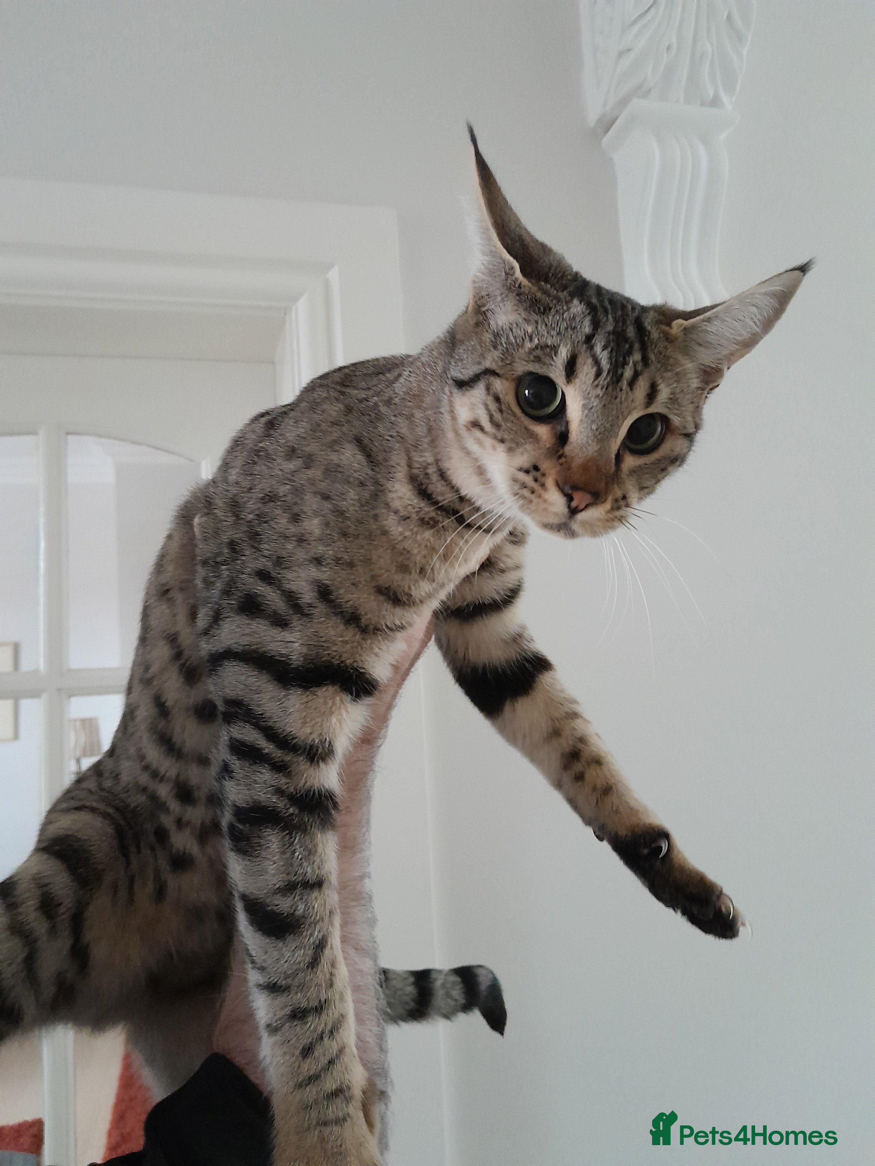 Savannah cats F5 Full Pedigree Tica Registered Girl Kitten - Advert 2