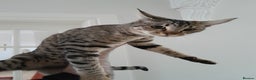 Savannah cats for sale: F5 Full Pedigree Tica Registered Girl Kitten - Advert 1