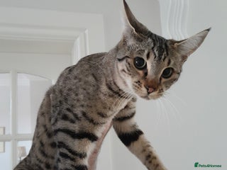Savannah cats F5 Full Pedigree Tica Registered Girl Kitten - Advert 9