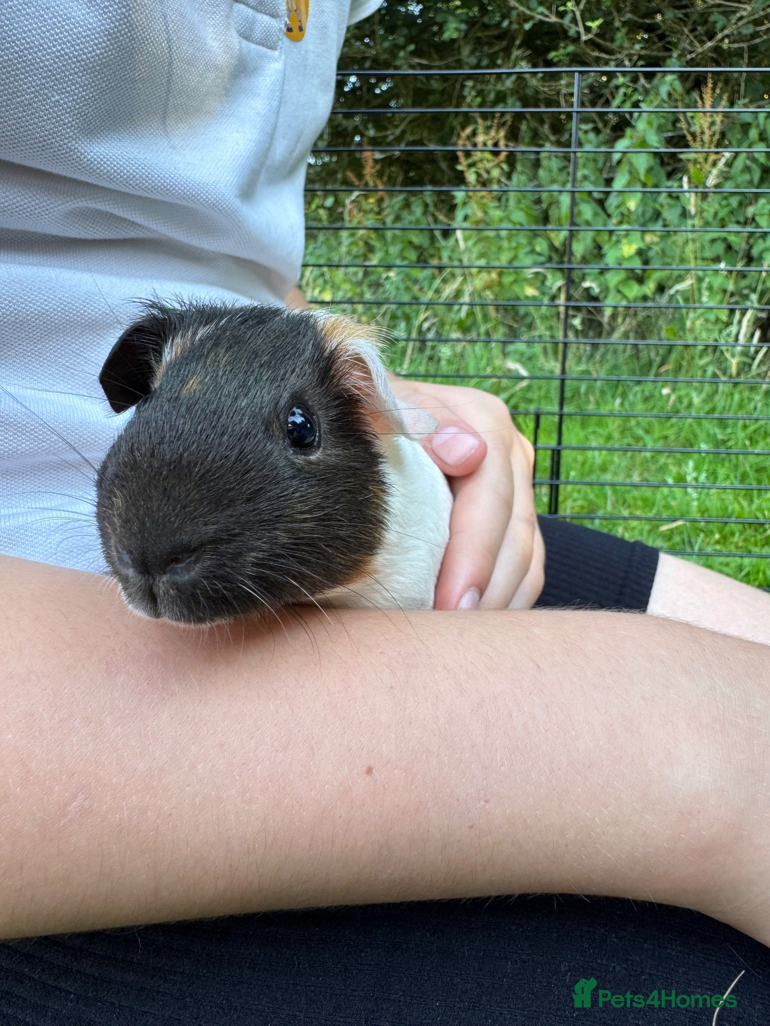 Guinea Pig rodents Two lovely boy guinea pigs - Advert 1