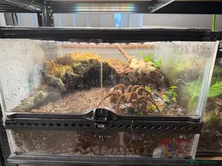 Tarantulas invertebrates Adult Female Theraposa Stirmi 45x45 exoterra - Advert 3