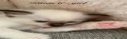 Ragdoll cats for sale: 🐾 Six Adorable Purebred Ragdoll Kittens 🐾 - Advert 39