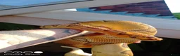 Python Snake reptiles for sale: (F) Enchi Clown Python Regius - ball/royal python in Sheffield - Advert 2