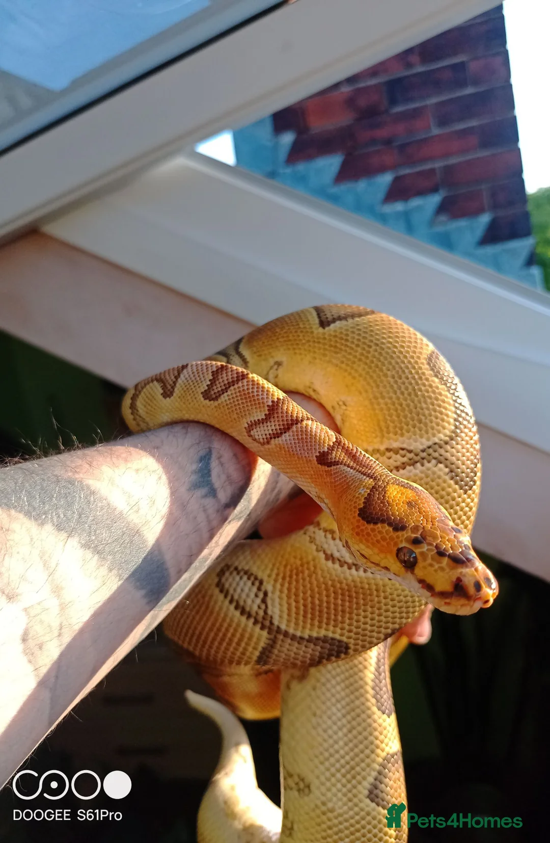 Python Snake reptiles for sale: (F) Enchi Clown Python Regius - ball/royal python in Sheffield - Advert 2
