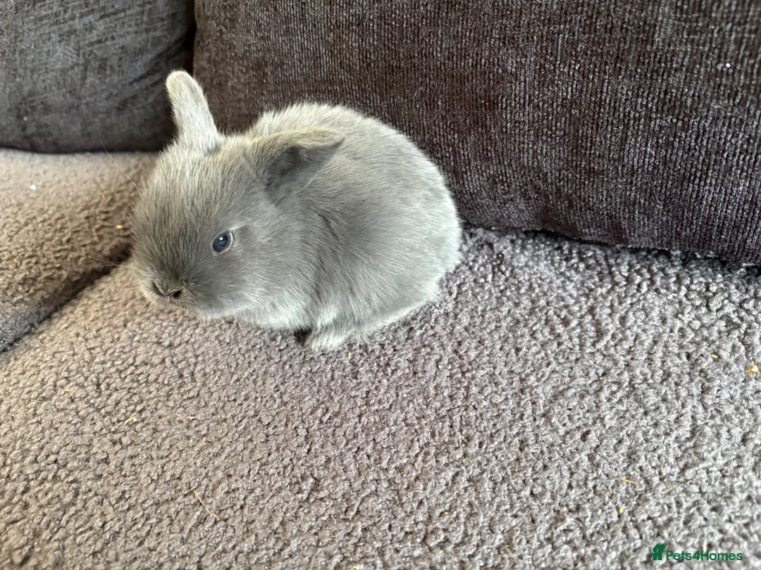 Mini Lop rabbits for sale: Mini lop bunnies  in Brighton - Advert 11