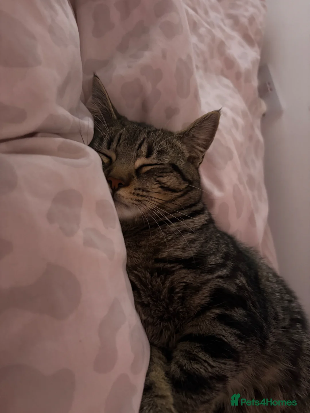 Domestic Shorthair cats for sale: 1 year Old Male Tabby Cat in Loughborough - Advert 14