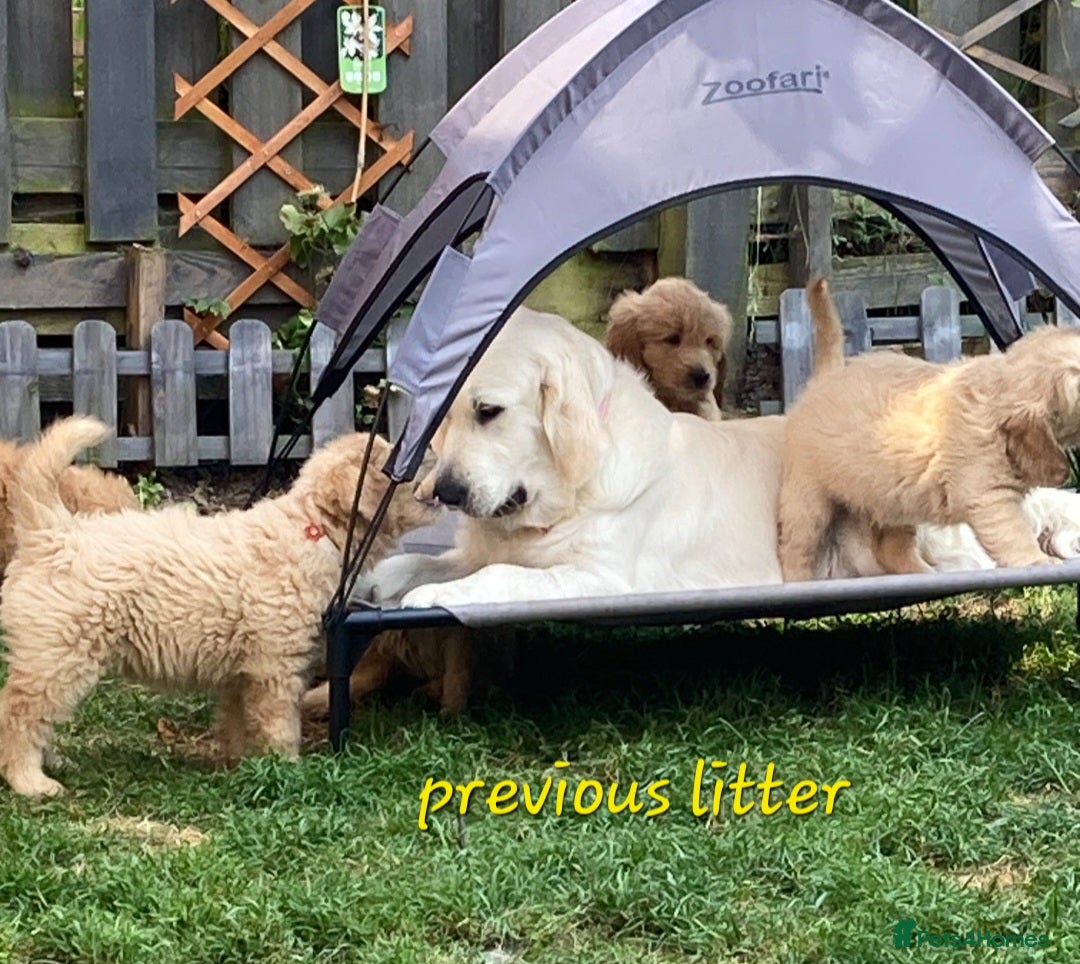 Goldendoodle dogs for sale: F1 Goldendoodle - Image 10