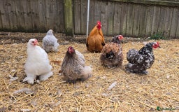 Chickens poultry for sale: Pekin Bantam & Polish chicks - Image 1