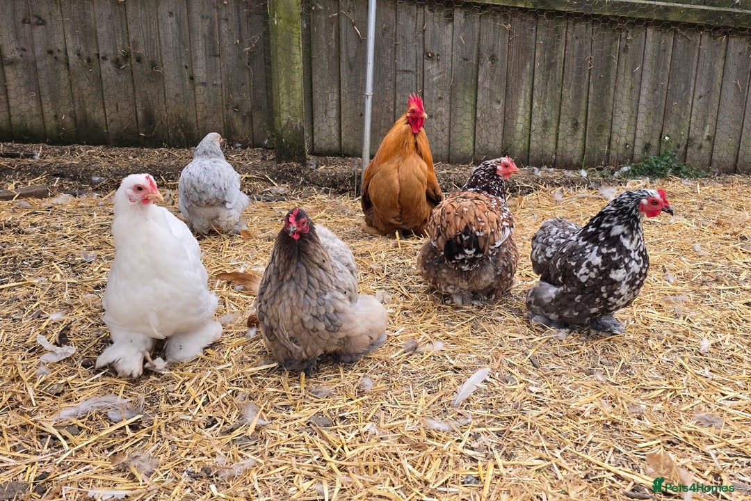 Chickens poultry for sale: Pekin Bantam & Polish chicks - Image 1