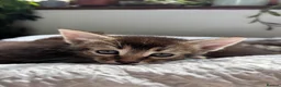 Maine Coon cats for sale: Maine Coon kittens ready to go  - Advert 19