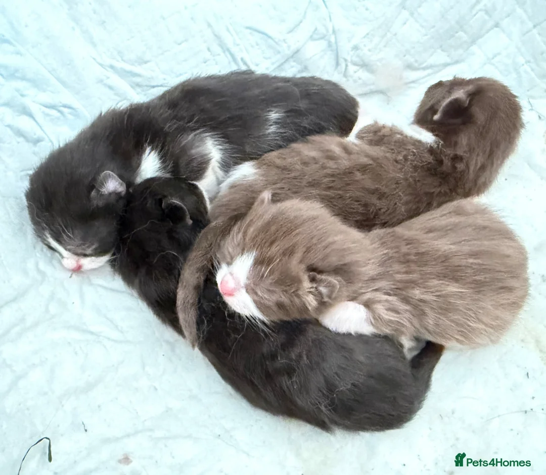 British Shorthair cats for sale: 3/4 British Shorthair 1/4 Mainecoon  - Advert 8