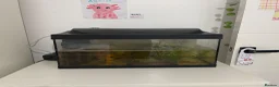 Pufferfish fish for sale: grown adult axolotl measuring between 18cm and 20c in Enfield - Advert 6