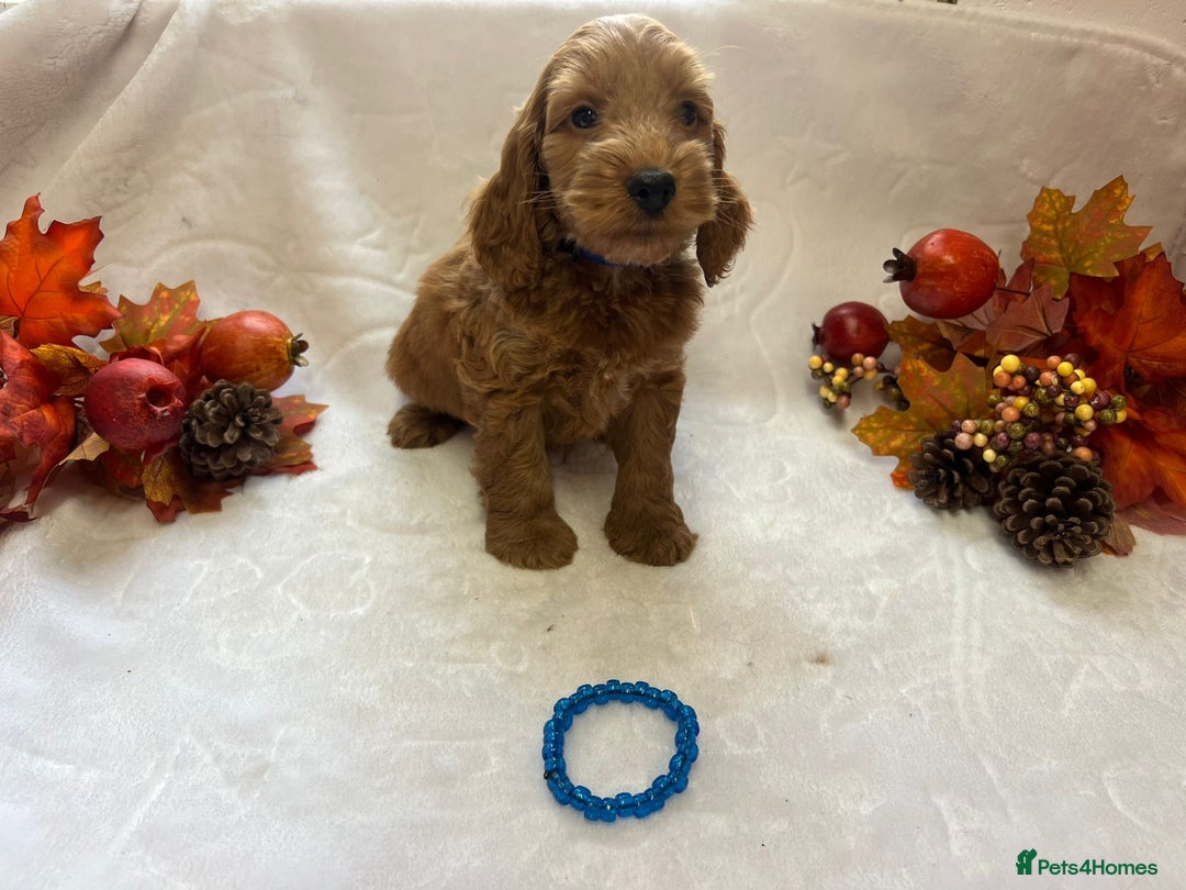 Cockapoo dogs for sale: 4 f1 cockapoo puppies - Image 5