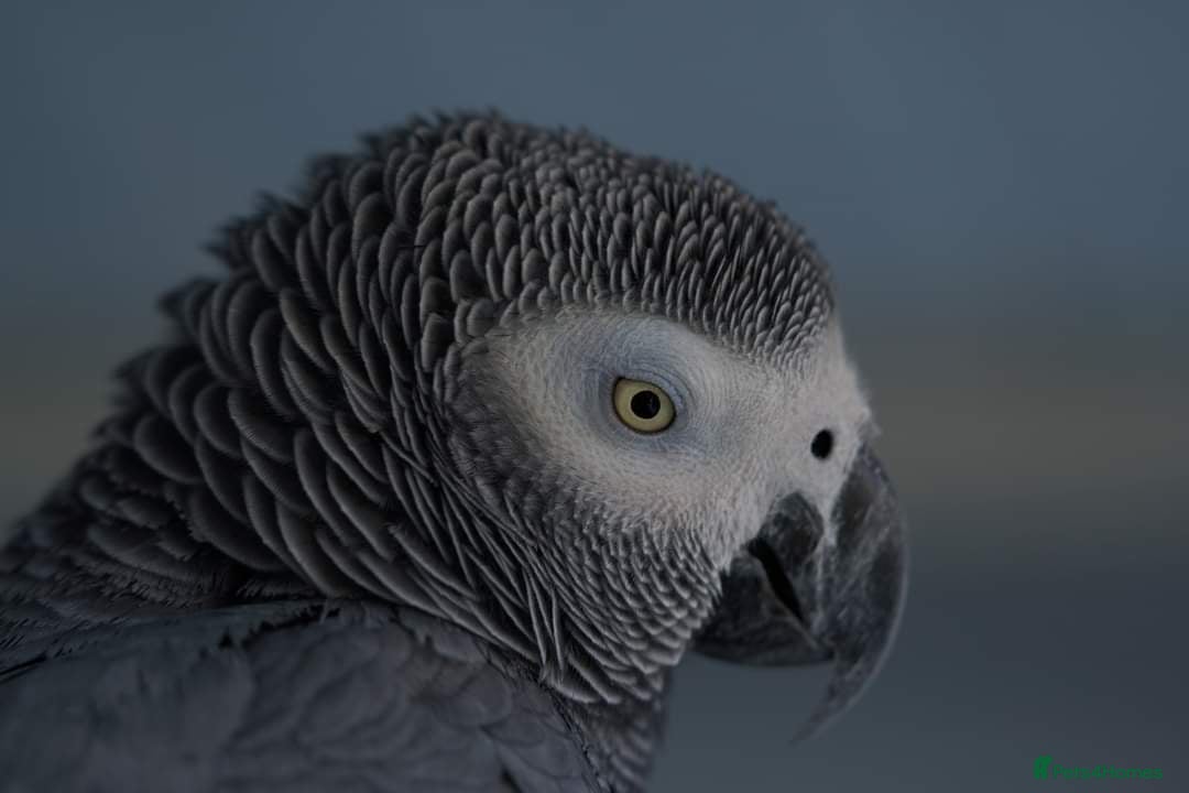 Parrots birds Beautiful young African Grey - Advert 2