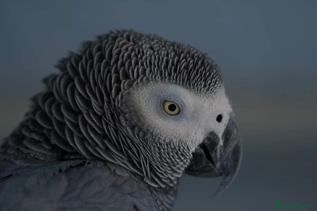 Parrots birds for sale: Beautiful young African Grey - Advert 1