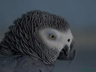 Parrots birds Beautiful young African Grey - Advert 2