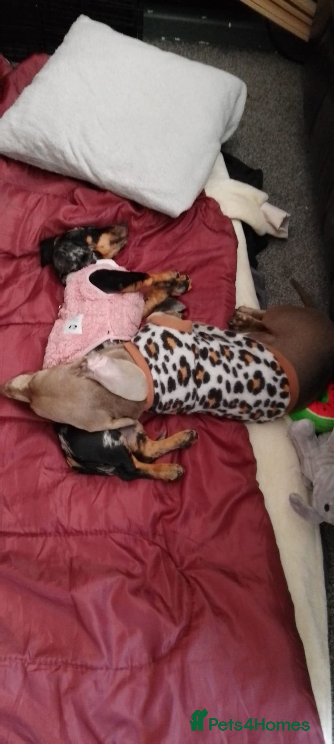 Miniature Dachshund dogs for sale: Dapple mini dachshund & long haired daxi cross - Advert 10