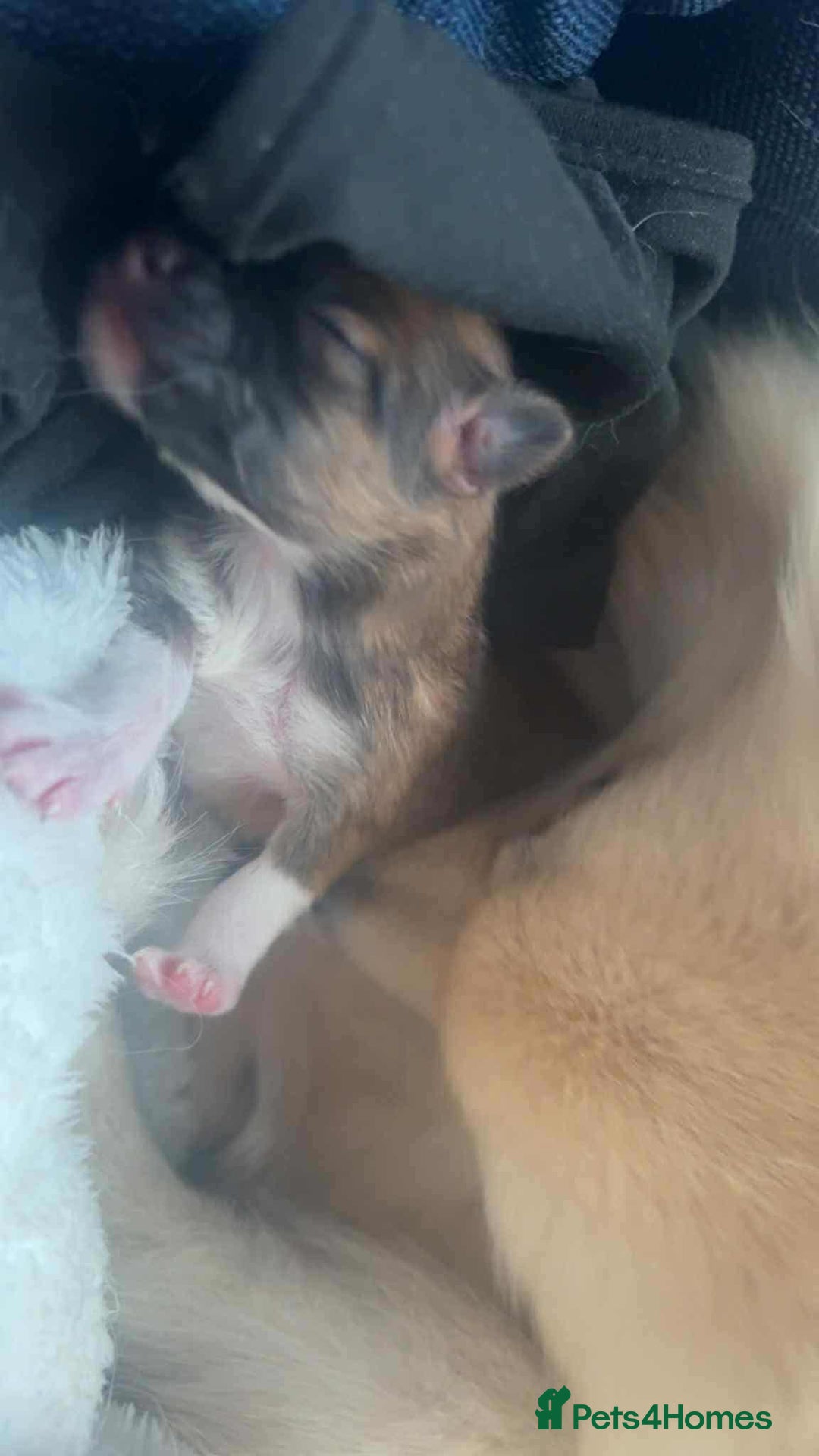Mixed Breed dogs for sale: Little boy paparainion 🥰 - Image 13