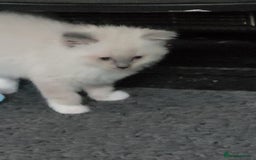 Ragdoll cats for sale: 5 beautiful ragdoll kittens - Image 8