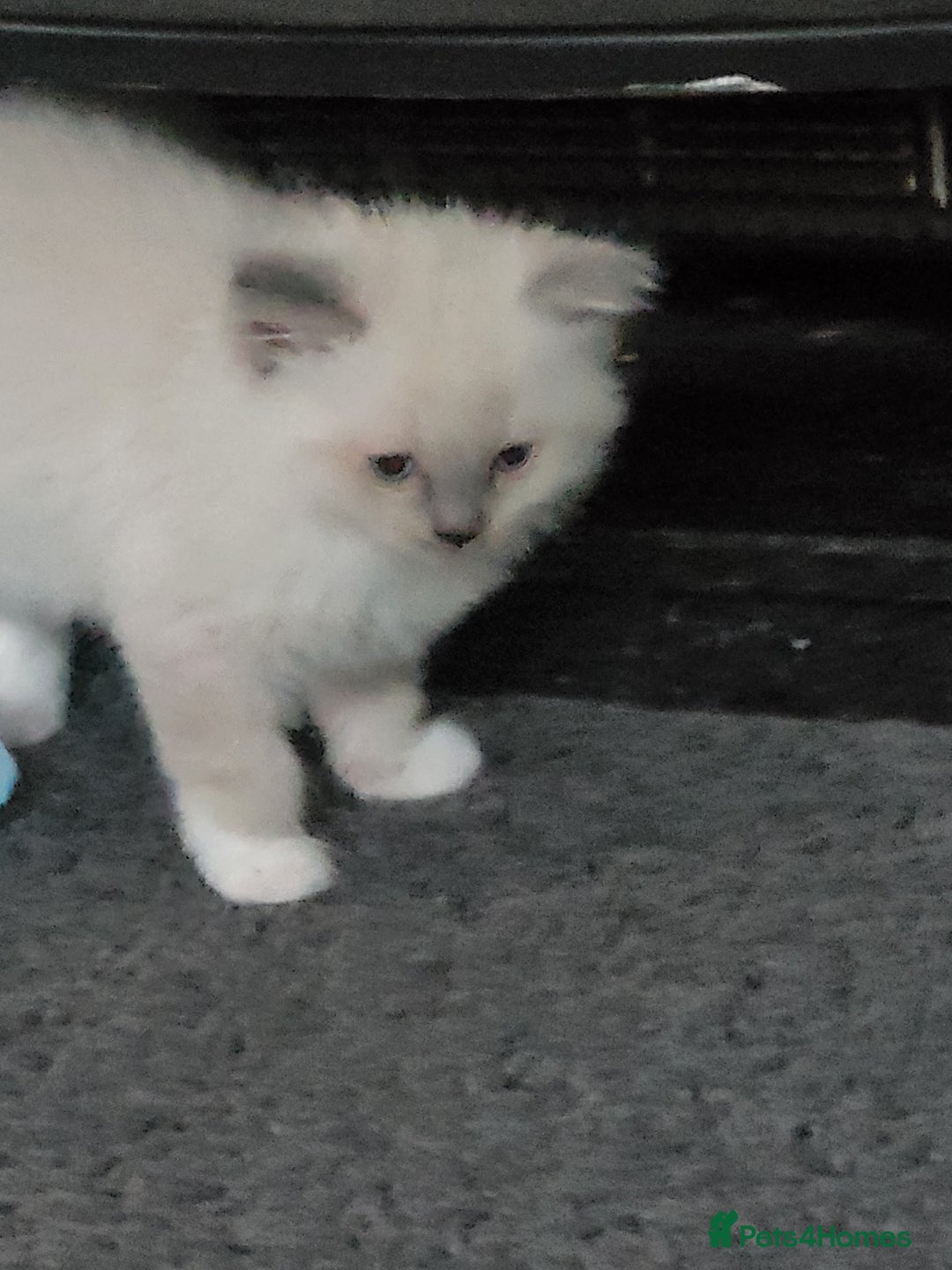 Ragdoll cats for sale: 5 beautiful ragdoll kittens - Image 8
