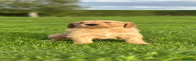 Golden Retriever 1