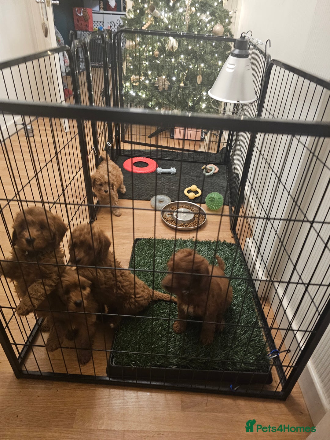 Cavapoo dogs for sale: Beautiful F2 Cavapoo Puppies - Advert 7