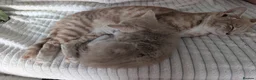 Domestic Shorthair cats for sale: 8 week old kittens - Advert 7
