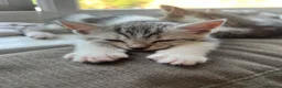 Mixed Breed cats for sale: Adorable bengal mixed kittens - Advert 3