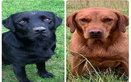 Labrador Retriever dogs for stud: Fully health tested, stunning Labradors - Image 1
