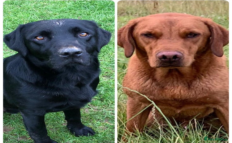 Labrador Retriever dogs - Advert 15