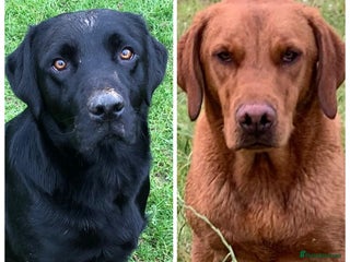 Labrador Retriever dogs - Advert 5