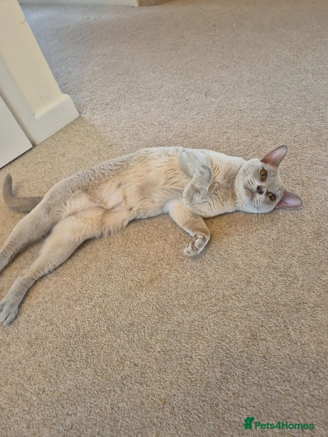 Burmese cats for sale: Gorgeous Lilac Female Adult Burmese - Advert 8