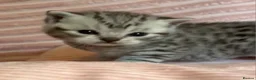 British Shorthair cats for sale: Beautiful bsh kittens  - Advert 26