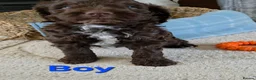 Cockapoo dogs for sale: Beautiful cockapoo puppies   - Advert 19