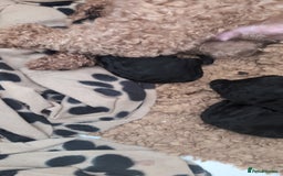 Maltipoo dogs for sale: 5 puppies  - Image 8